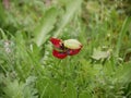 Red poppy blossoming in sprin. green grass background. Sunny day. It`s spring. March.