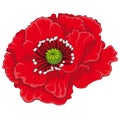 Red poppy blossoms. Stock illustration.