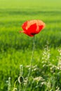 Red poppy with blurred green natural background Royalty Free Stock Photo