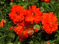 Red poppy, botany name Papaver rhoeas, other name common poppy, close-up