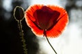 Red poppy and a bud against black and white background