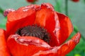 Red poppy bud Royalty Free Stock Photo