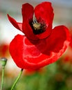 Red poppy bud closeup Royalty Free Stock Photo