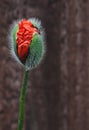 Red poppy bud Royalty Free Stock Photo