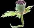 Red poppy bud on green stem, isolated on black. The red poppy is ripe for flowering. Narcotic opium plant, close up Royalty Free Stock Photo