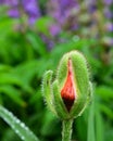 Red poppy bud Royalty Free Stock Photo