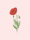 Red Poppy with Bud and Withered Flower Illustration