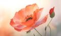 A red poppy bush in bloom on summer branches in garden. Bouquet of flower watercolor painting. Beautiful flower. Lovely flower. Royalty Free Stock Photo