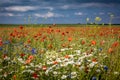 Red poppy, camomile and centaurea flowers blooming in the field. Royalty Free Stock Photo