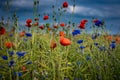 Red poppy and centaurea flowers blooming in the field. Summer day, blue sky.