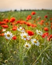 Red poppy and chamomile flowers blooming in the field at sunset. Royalty Free Stock Photo