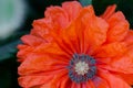 Red poppy close macro shot flower papaver rhoeas