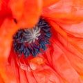 Red poppy close macro shot flower papaver rhoeas square