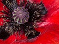 red poppy close up