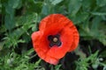 Red poppy close up Royalty Free Stock Photo