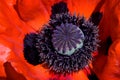 Red poppy close up