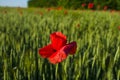 Red poppy close-up against a wheat field