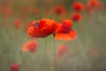 Red poppy close-up on a blurry green background with a copy of the space. a butterfly Cupidinidae sits on a poppy Royalty Free Stock Photo