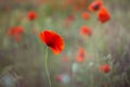 Red poppy close-up on a blurry green background Royalty Free Stock Photo