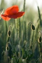 Red poppy close-up into the cereals Royalty Free Stock Photo