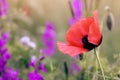 Red poppy colorful wild flowers field Royalty Free Stock Photo