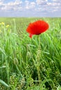 Red poppy common names: common poppy, corn poppy, corn rose, field poppy, Flanders poppy, red poppy, red weed, coquelicot Royalty Free Stock Photo