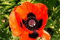 A red poppy