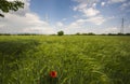 Poppy in a green field Royalty Free Stock Photo