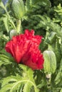Red poppy Royalty Free Stock Photo