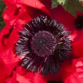 Red poppy macro Royalty Free Stock Photo