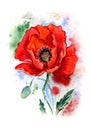 Red poppy, expressive watercolor painting