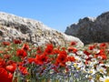 Red  poppy fand daisy lowers on wild  field white clouds on blue sky  and sea rock stone  summer nature landscape Royalty Free Stock Photo