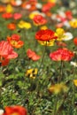 Red poppy in the feild Royalty Free Stock Photo