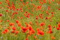 Red poppy field