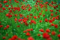 Red Poppy field