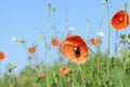 Red Poppy in the field Royalty Free Stock Photo