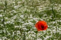 Red poppy on the field blossoming Orlaya daucoides.