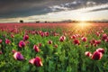 Red poppy field at dramatic sunset, nice flower landscape Royalty Free Stock Photo