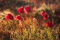 Red poppy field at golden hour sunset Royalty Free Stock Photo