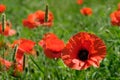 Red poppies in field