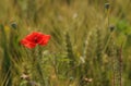 Red poppy in the field