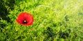 Red poppy in a field among green grass_ Royalty Free Stock Photo