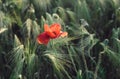 Red poppy in the field with green grass and wheat