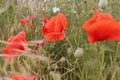 red poppy on the czech fields groving Royalty Free Stock Photo