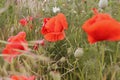 red poppy on the czech fields groving Royalty Free Stock Photo