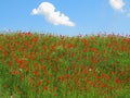Hillside Red Poppy Field By Blue Sky And A Patchy Cloud