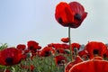 Red poppy field Royalty Free Stock Photo
