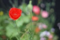 Red poppy in the field