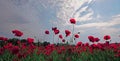 Red poppy field panoramic landscape. Remembrance Anzac Day.