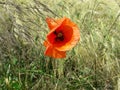 Red poppy in the field in the sammer day background